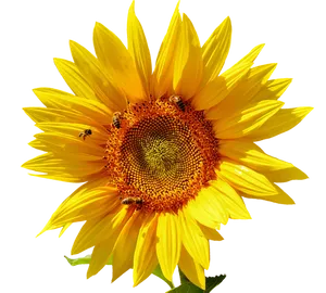 Vibrant Sunflowerwith Bees PNG Image