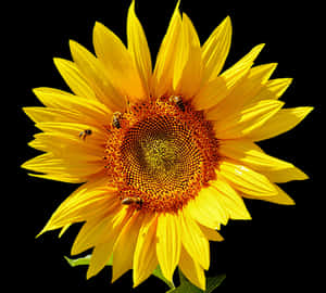 Vibrant Sunflowerwith Bees PNG image with transparent background