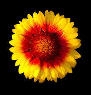 Vibrant Sunlike Flower PNG with transparent background