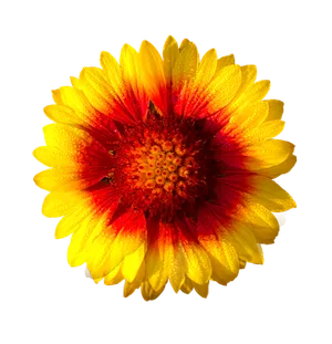 Vibrant Sunlike Flower PNG Image