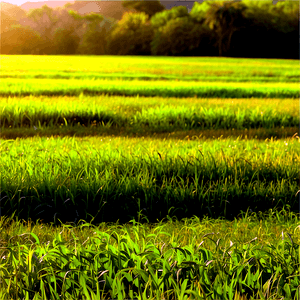 Vibrant Sunny Field PNG 06202024 PNG