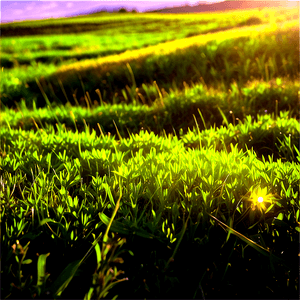 Vibrant Sunny Field PNG elc PNG