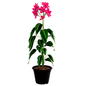 Vibrant Tall Plant Png 88 PNG Image