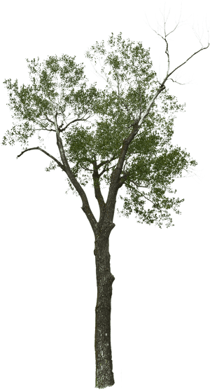 Dead Tree Png, Transparent Png PNG image with transparent background