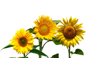 Vibrant_ Trio_of_ Sunflowers PNG image with transparent background