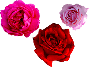 Red And Pink Rose Png, Transparent Png PNG image with transparent background
