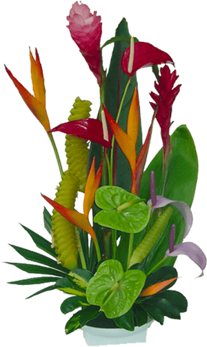 Tropical Flowers Florida Landscaping 20710 Tropical - Vector Graphic Tropical Flowers Png, Transparent Png PNG image with transparent background