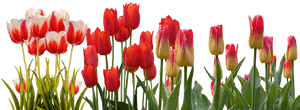 Hyacinth Flower Equinox Spring Tulip International - Tulip Flower Garden Png, Transparent Png PNG image with transparent background