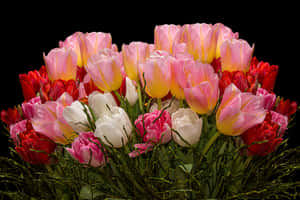 Vibrant_ Tulip_ Bouquet_ Black_ Background.jpg PNG image with transparent background