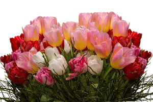 Vibrant_ Tulip_ Bouquet_ Black_ Background.jpg PNG Image