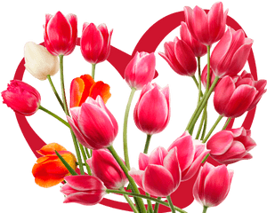 #heart #hearts #red #tulip #tulips - Sprenger's Tulip, HD Png Download PNG image with transparent background