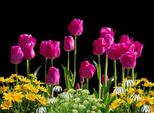 Vibrant Tulips Against Black Background PNG image with transparent background