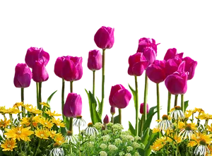 Vibrant Tulips Against Black Background PNG Image