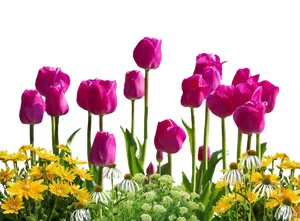 Vibrant_ Tulips_ Against_ Black_ Background.jpg PNG Image