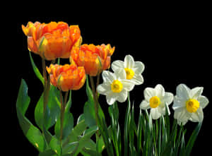 Vibrant_ Tulips_and_ Daffodils_ Against_ Black_ Background.jpg PNG image with transparent background