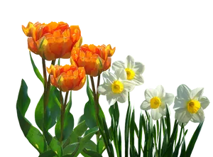 Vibrant_ Tulips_and_ Daffodils_ Against_ Black_ Background.jpg PNG Image