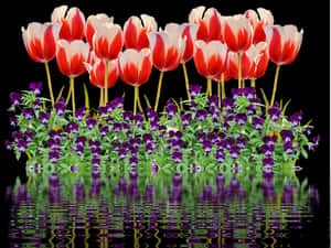 Vibrant_ Tulips_and_ Pansies_ Reflection PNG image with transparent background