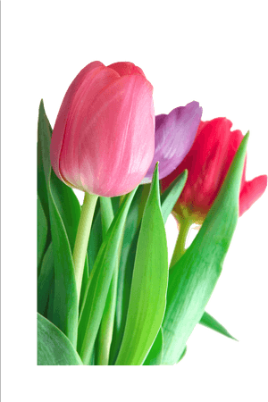 Tulip Flower Pink Clip Art - Tulips Png, Transparent Png PNG with transparent background