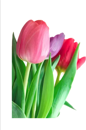 Vibrant Tulips Bouquet.png PNG Image