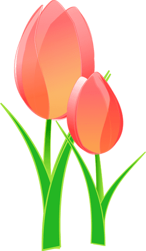 Tulips Clip Art, HD Png Download PNG image with transparent background