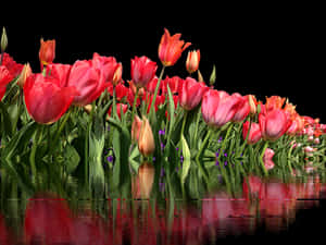 Vibrant_ Tulips_ Reflection PNG image with transparent background