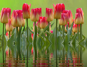 Vibrant_ Tulips_ Reflections PNG image with transparent background