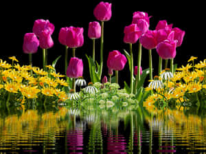 Vibrant Tulipsand Yellow Flowers Reflection PNG image with transparent background