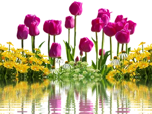 Vibrant Tulipsand Yellow Flowers Reflection PNG Image