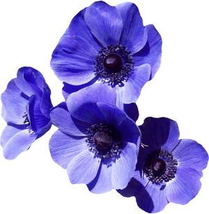 Delphinium - Blue Purple Flowers Png, Transparent Png PNG with transparent background