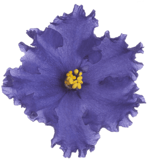 Artificial Flower, HD Png Download PNG image with transparent background