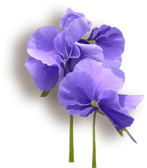Flower Violet, HD Png Download PNG with transparent background