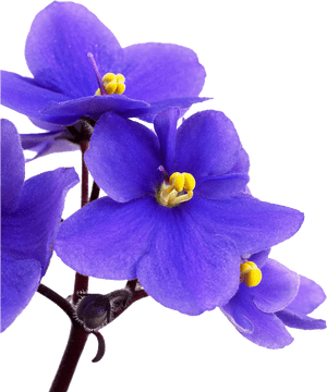 Portable Network Graphics, HD Png Download PNG with transparent background