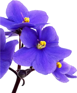 Vibrant Violet Flowers PNG Image