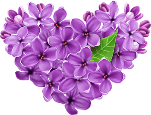 Purple Lilac Png, Transparent Png PNG image with transparent background