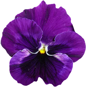 Vibrant Violet Pansy Flower PNG Image