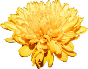Chrysanthemum Png Free Download - Chrysanthemum, Transparent PNG with transparent background