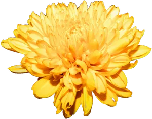 Vibrant Yellow Chrysanthemum Flower PNG Image