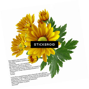 Chrysanthemum , Png Download - File Format, Transparent Png PNG image with transparent background