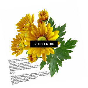 Vibrant Yellow Chrysanthemums PNG Image