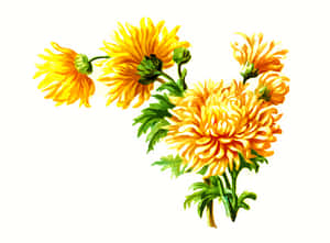 Vibrant Yellow Chrysanthemums Artwork PNG image with transparent background