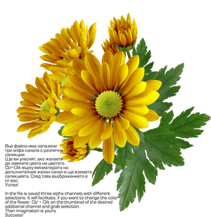 Chrysanthemum Png Transparent Image - Chrysanthemum Frames, Png Download PNG image with transparent background