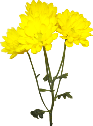 Image Royalty Free Library Forgetmenot Flowers Chrysanthemums - Tube Png Fleur Jaune, Transparent Png PNG image with transparent background