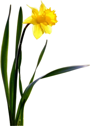 Vibrant Yellow Daffodil Flower PNG Image