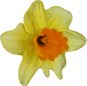 Daffodil Flower Png Image - Small Transparent Flower Yellow, Png Download PNG image with transparent background