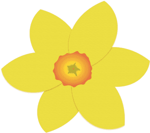 Single Daffodil - Dicotyledon, HD Png Download PNG image with transparent background