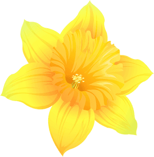 Daffodil Png , Png Download, Transparent Png PNG image with transparent background