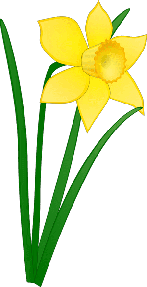 Vector Clip Art - Daffodil Clipart, HD Png Download PNG image with transparent background