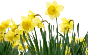 Vibrant Yellow Daffodils PNG Image