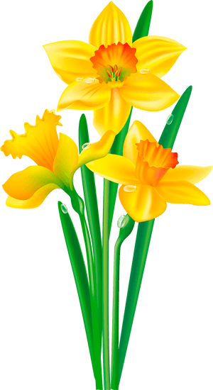 Flower Daffodil Bulb Clip Art - Clip Art Daffodil, HD Png Download PNG image with transparent background