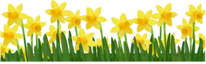 Vibrant Yellow Daffodils Row PNG Image